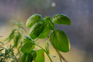 Fototapeta na wymiar Ocimum basilicum green aromatic herbs in dayligt, fresh plant leaves, common cuisine ingredients