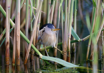 Unusual and exotic photo male little bittern hunts fish in a natural habitat