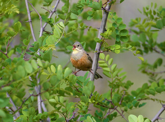 Bright and colorful photo of an ortolan bunting male in breeding plumage sits on tree branches among bright green leaves