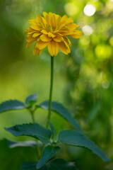 Heliopsis helianthoides double flower rought oxeye in bloom, yellow flowering flowers during summer in ornamental garden