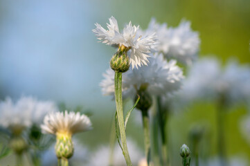 Centaurea cyanus white cultivated flowering plant in the garden, group of beautiful cornflowers flowers in bloom