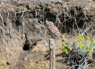 Mother little owl filmed near the hole with the chicks whom she feeds and protects