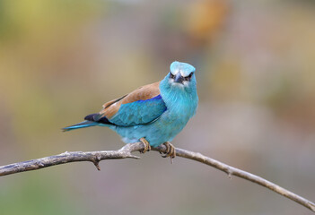European roller photographed in very close-up sitting on a branch on a blurry beautiful background. A close-up photo with fine details of the plumage is clearly visible. Exotic photo of an exotic bird