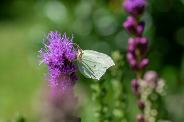 Gonepteryx rhamni butterfly sitting on Liatris spicata deep purple flowering flowers