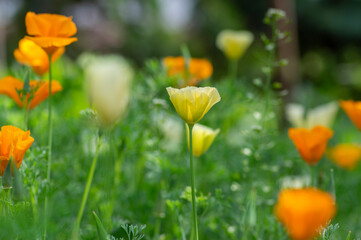Eschscholzia californica cup of gold flowers in bloom, californian field, ornamental wild flowering plants on a meadow