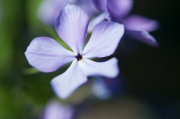 Obraz premium Blue Moon Phlox