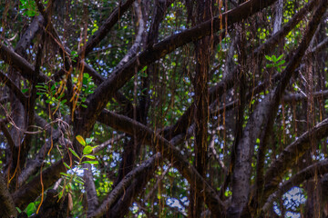 Fototapeta premium Detail of sunlight passing through small leaves on A huge banyan tree. Atmosphere of calm relaxation. Nature concept for design. Selective focus.