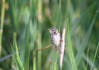 paddyfield warbler (Acrocephalus agricola) photographed in soft morning light. The bird sits on slender cane stalks against a beautiful background. Close-up detailed photo.
