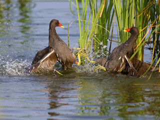 A close-up shot of a fight between two moorhen males in the water. Dynamic and unusual images