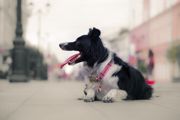 A black and white dog showing tricks on a street 