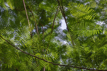 Detail of sunlight passing through small green leaves of Persian silk tree (Albizia julibrissin) on blurred greenery of garden. Atmosphere of calm relaxation. Nature concept for design. No focus, spec