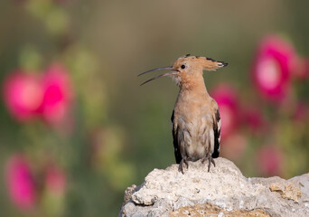 One The Eurasian hoopoe (Upupa epops) is photographed close-up against a beautiful background of bright red mallow flowers