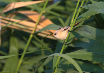 Young bearded tits (Panurus biarmicus) shot in the bright rays of the rising sun against the backdrop of green reed stalks