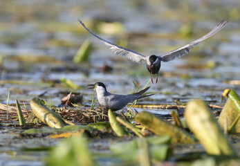 The whiskered tern (Chlidonias hybrida) are photographed close-ups near their nests in the soft morning light of the rising sun. Eggs are visible in the nests