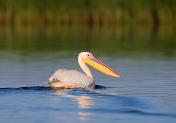 The great white pelican (Pelecanus onocrotalus) photographed in the early morning in soft sunlight close-up