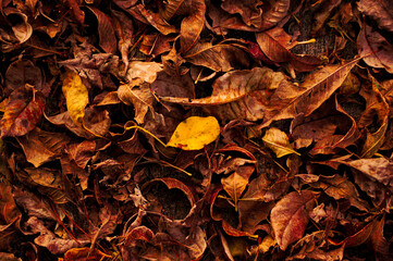 fallen leaves
