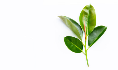 Rubber plant leaves on  white background.