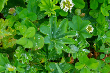 Beautiful grass green with morning dew. Beautiful spring garden. Green background.