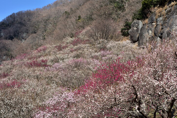 早春・満開の湯河原梅林