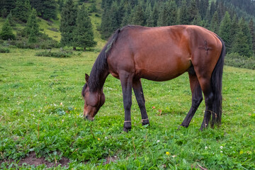 Naklejka na ściany i meble Grasing horse on mountain valley. Summer green rural nature landscape. Mountain valley view.
