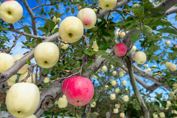 【りんご】秋のりんご園、青空の下で有袋ふじはまもなく真っ赤に