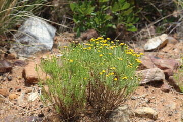 Fynbos on mountain