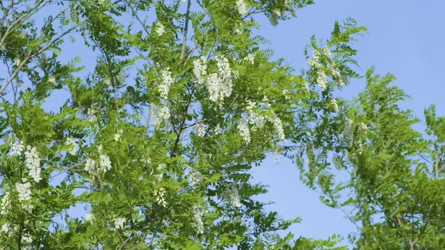 Slow motion video of acacia tree blooming and moving in the wind