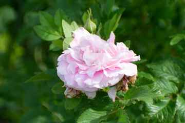 large garden rose with pink flower close up