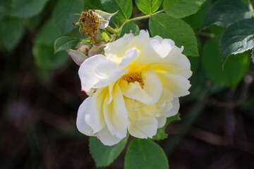yellow garden rose flower close up