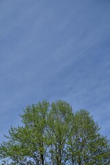 初夏の青空