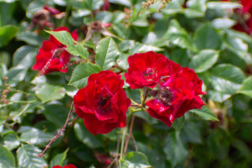 red garden rose close up