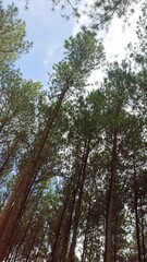 Fototapeta premium trees in the forest