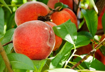 Bright, appetizing, juicy peaches close up. Photo for advertising, packaging. Peaches on the tree. Organic fruits, home garden. Without nitrates, pesticides and fertilizers