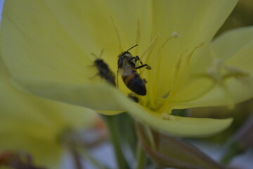 spider on a flower