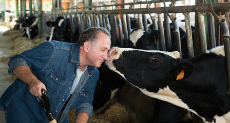 Tender relationship between senior man farmer and cow on dairy farm © JackF