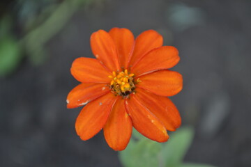orange flower of calendula