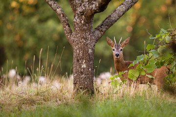 Naklejka premium European roebuck observes the surroundings in a clearing