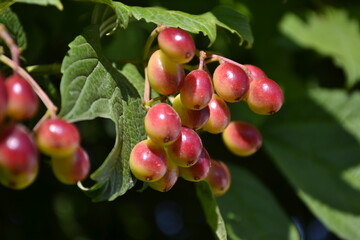 red cherries on a branch