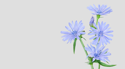 Chicory flower isolated with clipping path