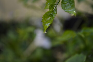 rain drops on a leaf