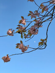 moon & cherry tree blossoms