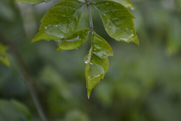 green leaves with dew drops