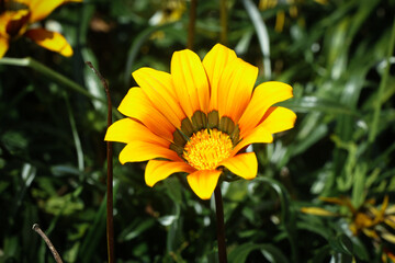 yellow flower on green background
