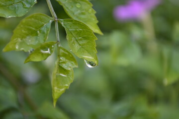 Fototapeta na wymiar green leaves with water drops