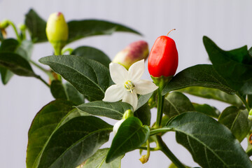 Red hot chili pepper. A white flower blossomed on a pepper bush. Ripening period of hot pepper.