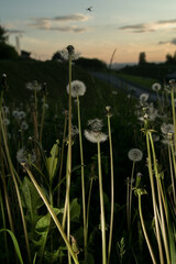 Dandelions close up  at sunset