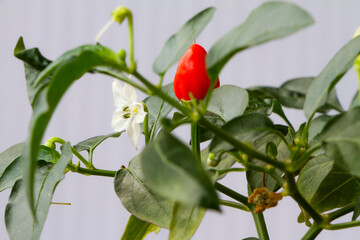 Ripening period of hot pepper. Red hot chili pepper. A white flower blossomed on a pepper bush. 