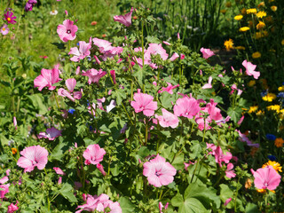 (Lavatera trimestris) Grosses touffes de tiges érigées de mauve annuelle ou lavatère aux grandes fleurs en calices rose, feuillage lobé vert foncé