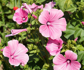 (Lavatera trimestris) Gros plan sur grande fleur à pétales roses de lavatère d'un trimestre ou...