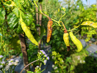 dried chili on the tree, chili failed to harvest, chili affected by pests